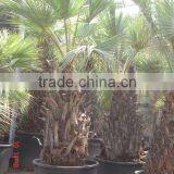 Brahea Armata thumbnail-1