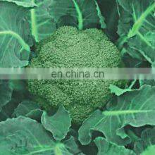 2020 High Quality Fresh Vegetable Fresh Broccoli thumbnail-4