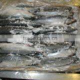 WR Atlantic Mackerel thumbnail-6
