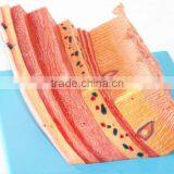 The Human Stomach Amplification Hierarchy Model of Gastric Digestive Department Special Amplification Model thumbnail-2