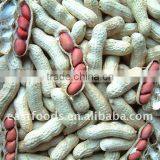 2014 Crop Chinese Washed Peanut in Shell thumbnail-3