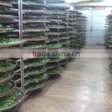 Viet Nam High Mountain Jin Xuan Oolong Tea thumbnail-5