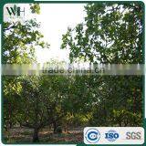 2016 New Crop Vietnam Full W320 Cashew thumbnail-6
