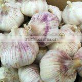 HACCP Certification China Fresh Garlic