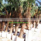 Trachycarpus Fortunei