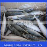 Frozen Whole Round Pacific Makerel