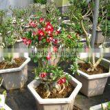 Adenium Obesum ( Desert Rose) thumbnail-2