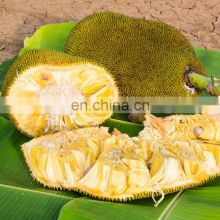 High quality and delicious food fresh jackfruit from Viet Nam