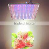 Changeable Color 20W Led Flood Light for Plants Led Grow Light LED