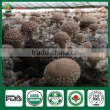 Frozen Mushroom,Shiitake Spawn,Canned Shiitake Mushrooms thumbnail-4