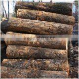 White Birch Logs, Baltic Birch Logs, Latvia Birch Logs for Sale thumbnail-3