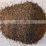 Black Pepper thumbnail-1