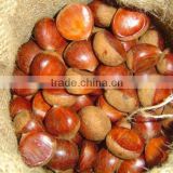 roasted china sweet chestnut
