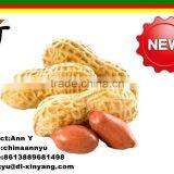 Good Salted Roasted Peanut in Shell thumbnail-2
