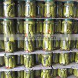 Pickled Vegetable/ Pickled Cucumbers in Jar