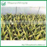 Gloden Frame Sansevieria Nursery thumbnail-2