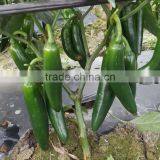 Small Hot Pepper/Chilli Seed Bullet No.2 thumbnail-5