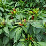 Upright Cluster Hot Pepper/Chilli Seed Uranus No.3 thumbnail-3