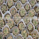 Cheap Vegetables Tunnel Greenhouse thumbnail-3