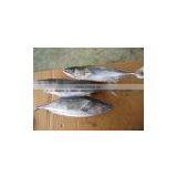 Frozen Marine Food Bonito Sarda Fish, Sarda Orientails on Sales thumbnail-1