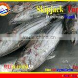 FROZEN SKIPJACK TUNA WHOLE ROUND thumbnail-1