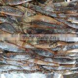 12.5kg/bag 100- Frozen Whole Round Illex Squid thumbnail-1
