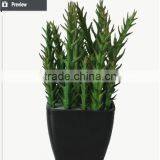 Artificial Wholesale Potted Succulent Plants Smalll Plants Mini Succulent thumbnail-4