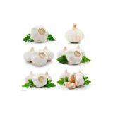 Allicin Extract thumbnail-1