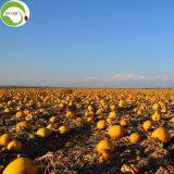 Supply Raw Shine Skin AAA Pumpkin Kernels thumbnail-2