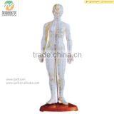 High Quality Medical Chinese Acupuncture Model 46cm thumbnail-1