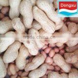 groundnut / peanut kernels