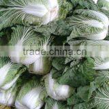 Wholesale Chinese Long Cabbage thumbnail-2