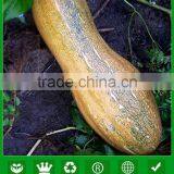 MPU01 Peng Hammer Shape Hybrid Chinese Pumpkin Seeds Company thumbnail-1
