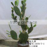 Fake Artificial Plastic Cactus Ball thumbnail-4