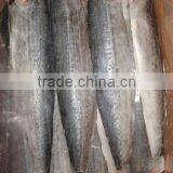 Fish Meal Price of Spanish Mackerel Fillets thumbnail-1