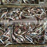 New Landing Fresh Frozen Anchovy thumbnail-5