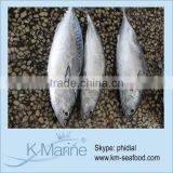 Carton or Woven Bag Packed Fat Content 16%-18% Frozen Bonito For Cannery Factory thumbnail-1