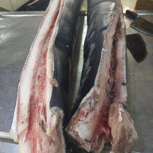 Blue Shark Fillet/loin thumbnail-2