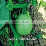 Green Beauty Green Pearl Chinese Round Squash Seeds
