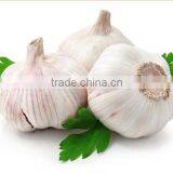 Best Quality and Cheap Price Normal Fresh White Garlic