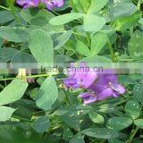 top yield alfalfa grass seeds for animal on sale