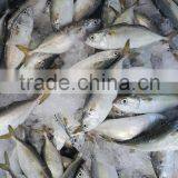 FROZEN INDIAN MACKEREL Whole Round thumbnail-3