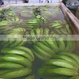 100 % Fresh Cavendish Banana thumbnail-5