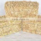 Hay straw bale, wheat straw hay, wheat hay bale, straw hay bale, straw hay, wheat bale