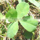 Clover Trading Co., Ltd. company overview - view 1 thumbnail