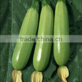 HSQ15 Shuoyou round green F1 hybrid squash/zucchini seeds
