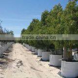 Tree Planting Bag thumbnail-1