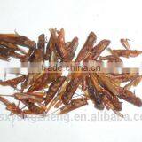 Dried Grasshopper For Bird Food thumbnail-2