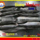 W/R FROZEN HORSE MACKEREL thumbnail-6