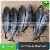 Hot Selling Without Faure Marin Bonito Exporting thumbnail-5